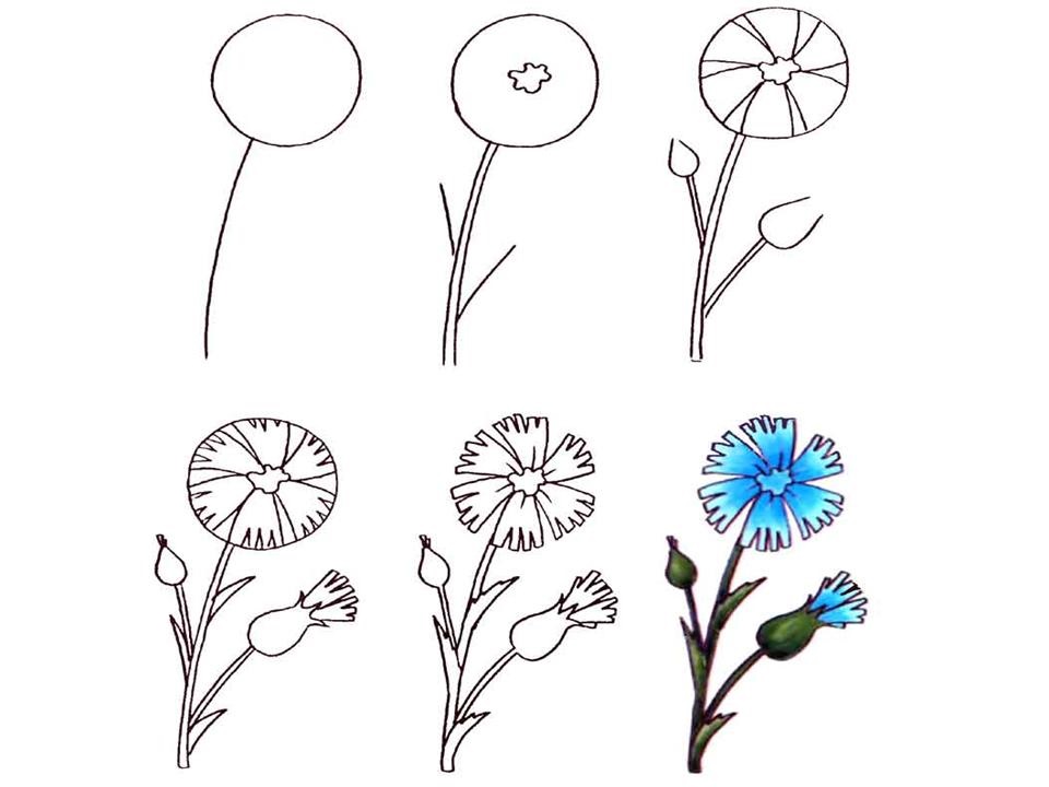 Для детей зарисовки цветущих растений 018
