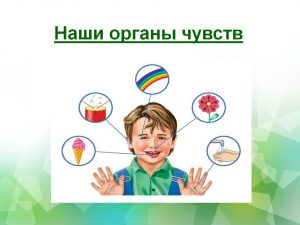 Картинки органов чувств человека для детей 025