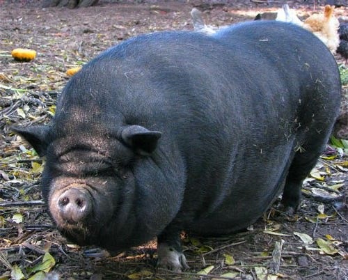 Прикольные картинки свинья из арбуза 005