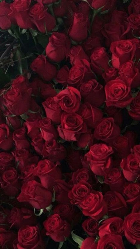 Яркие красные розы на iphone 001