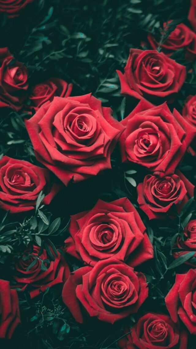 Яркие красные розы на iphone 014