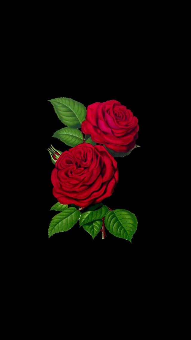 Яркие красные розы на iphone 017