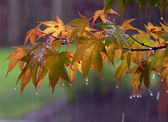 Красивая фотосессия на тему осенний дождь 26