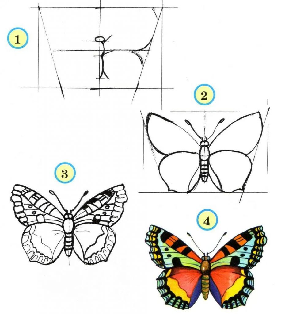 Бабочка рисунок для детей поэтапно карандашом