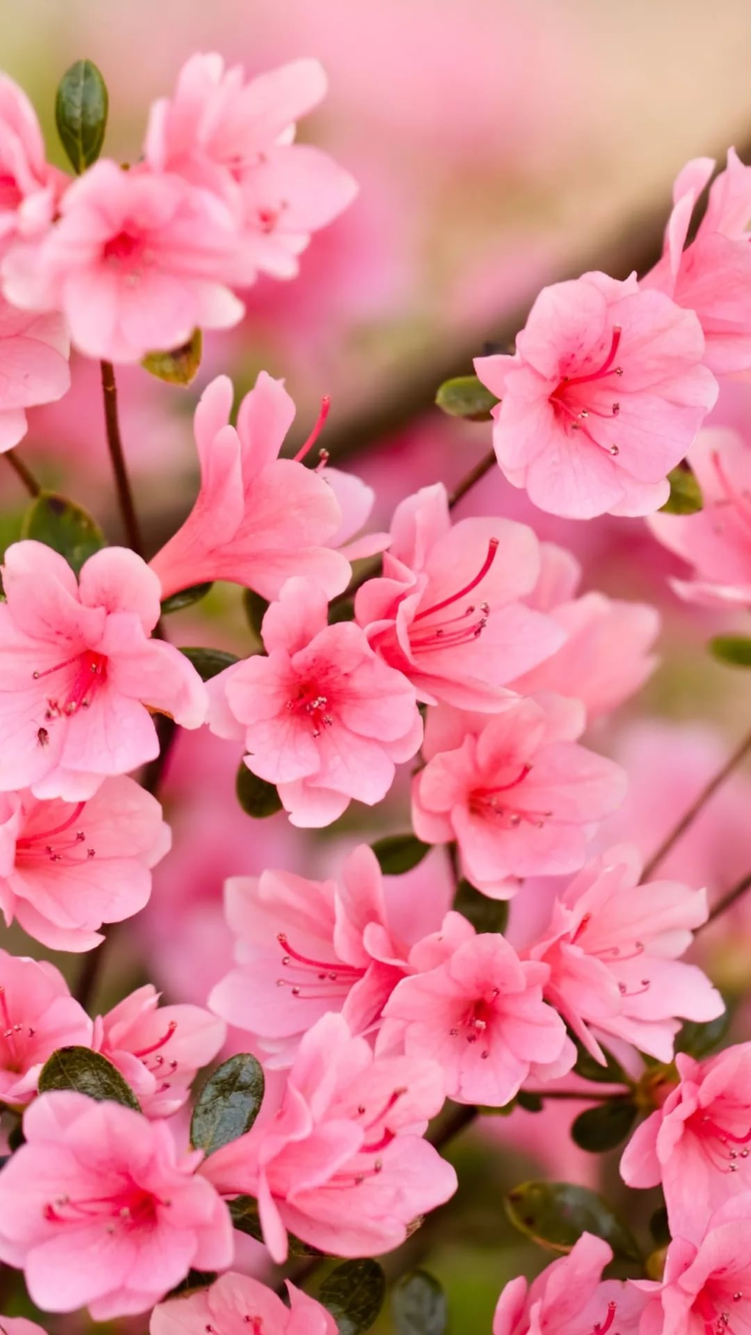 Красивые картинки с цветами для телефона. Нежные цветочки. Розовые цветы. Цветочек розовый. Цветы вертикальные.
