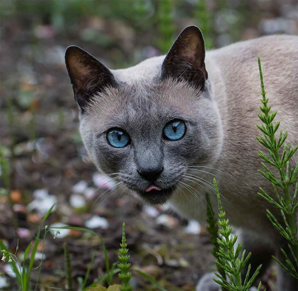 Фото сиамских котов с голубыми глазами