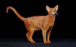 Абиссинская кошка фото и картинки 24