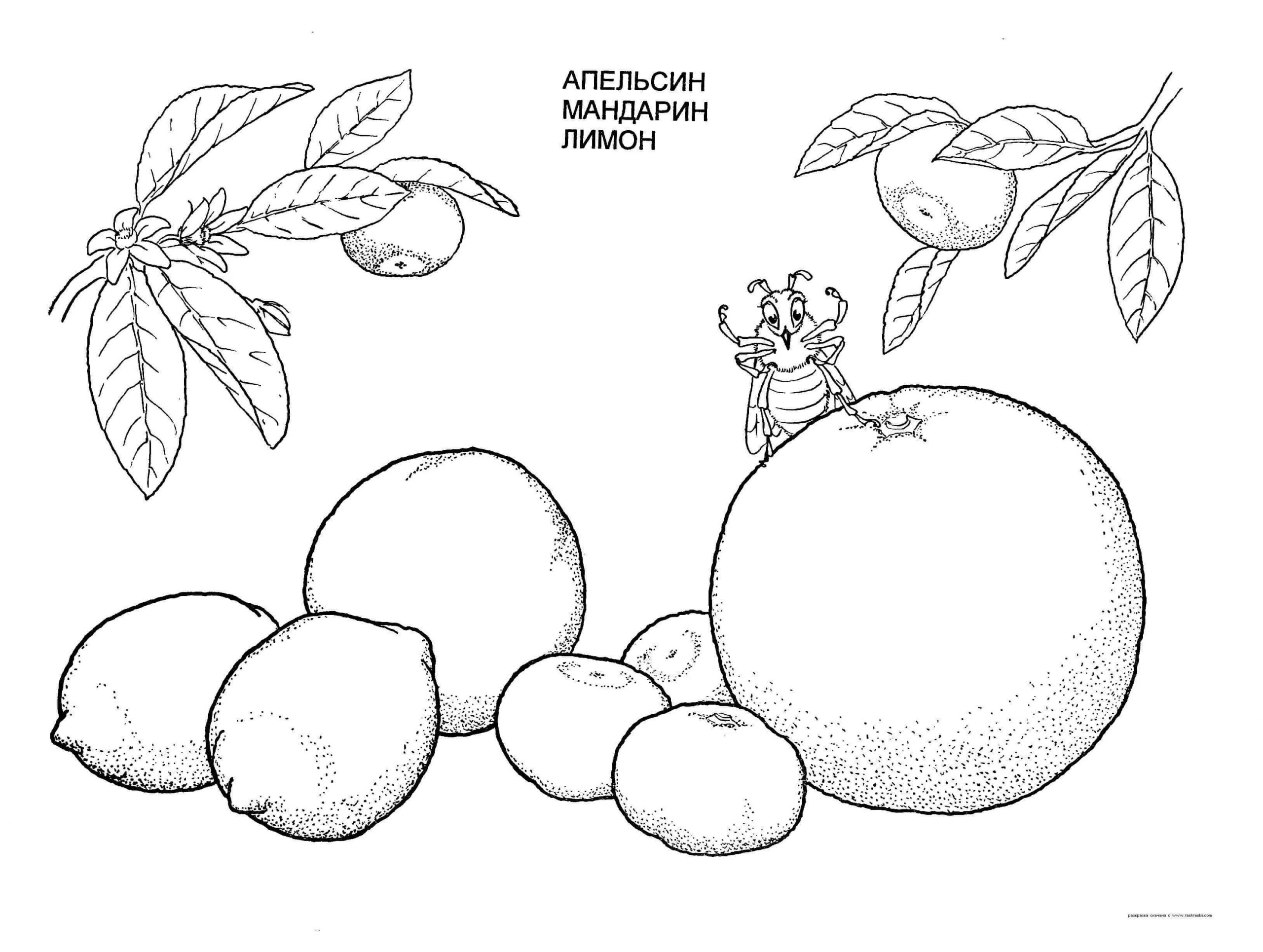 Раскраска цитрусовые фрукты