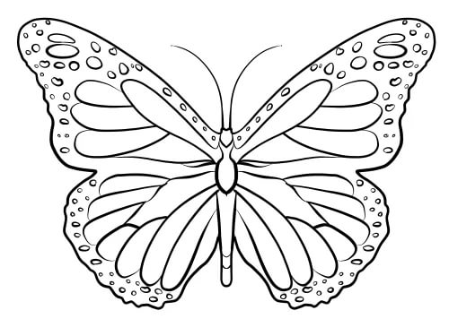 Карандашом бабочка рисунок для детей   подборка 24