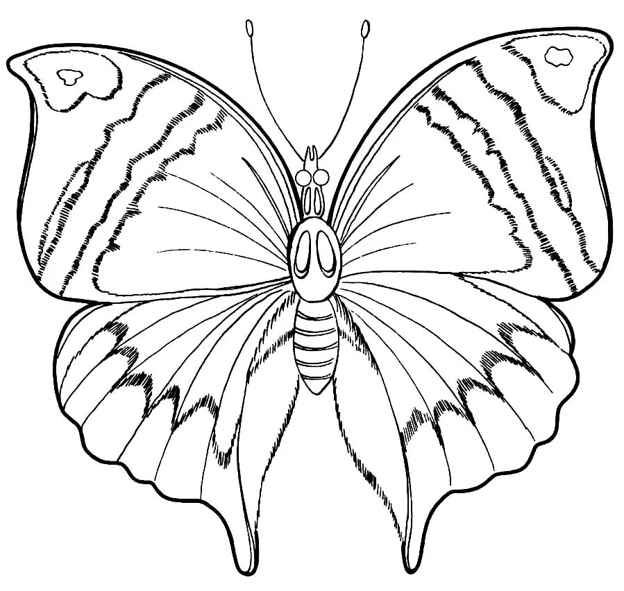 Карандашом бабочка рисунок для детей   подборка 5