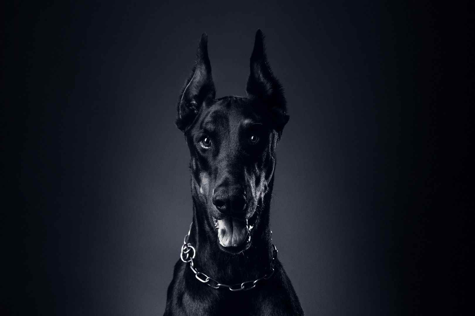 Красивая собака доберман фото и картинки 01