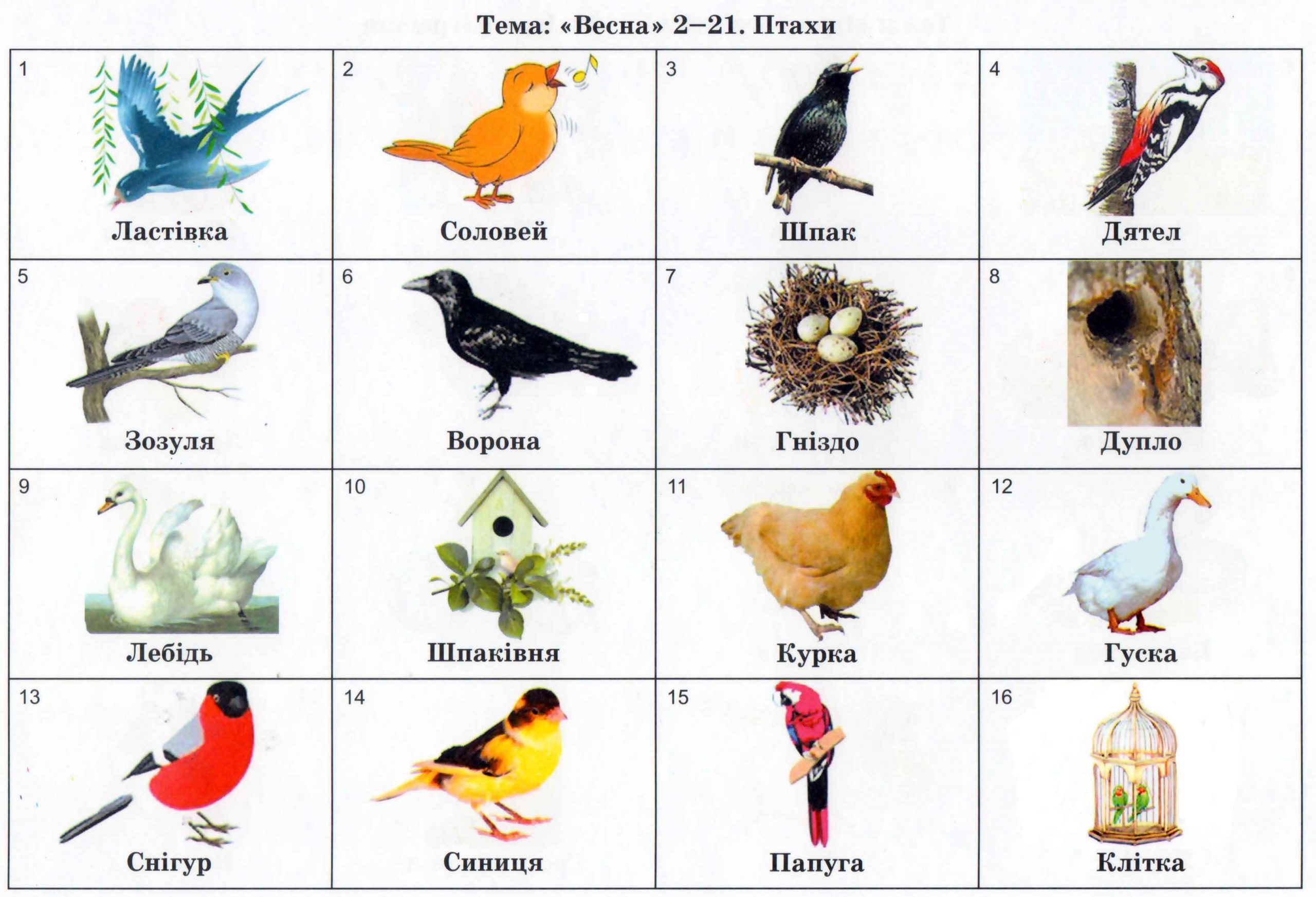 Детский птицы таблица