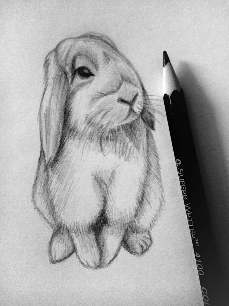 Красивые рисунки животные карандашом для срисовки 17