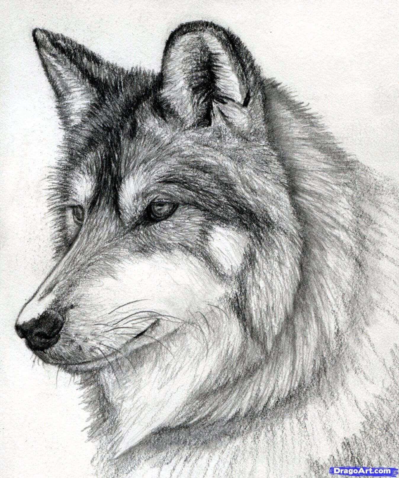 Красивый волк рисунок карандашом для срисовки 03