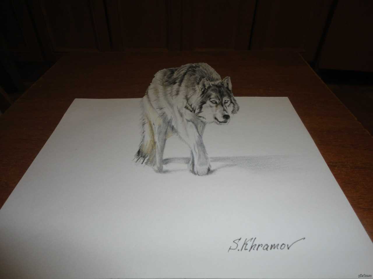 Красивый волк рисунок карандашом для срисовки 05