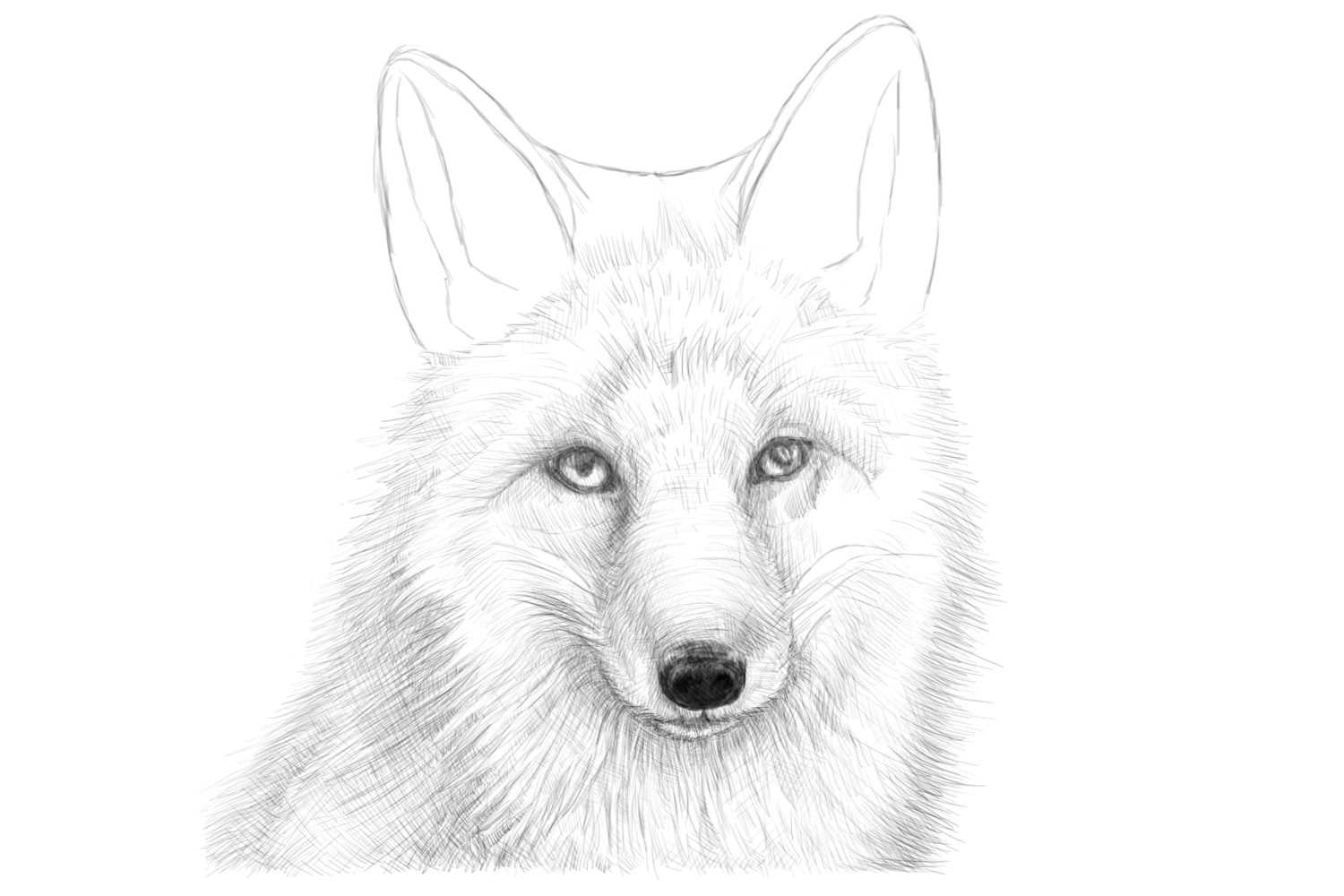 Красивый волк рисунок карандашом для срисовки 07
