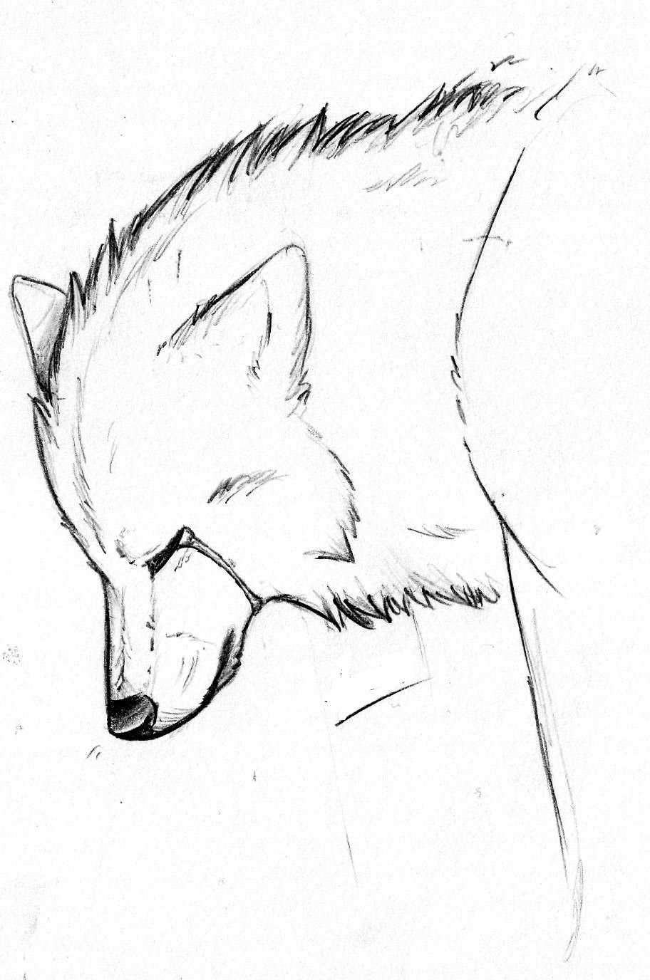 Красивый волк рисунок карандашом для срисовки 15