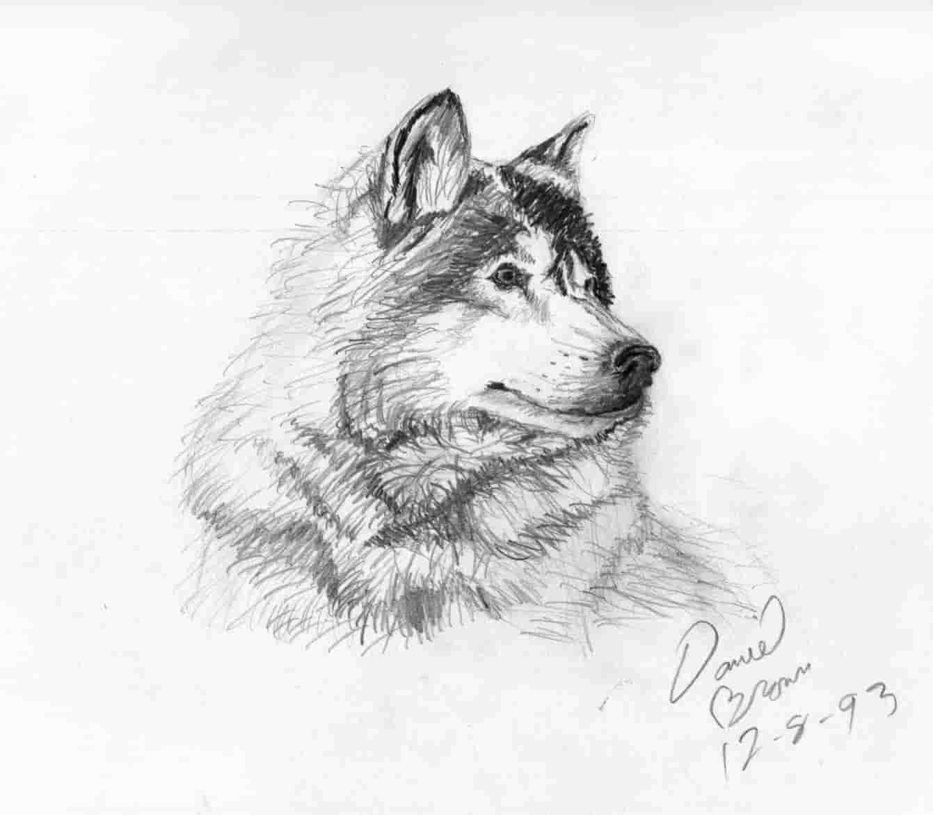 Красивый волк рисунок карандашом для срисовки 18