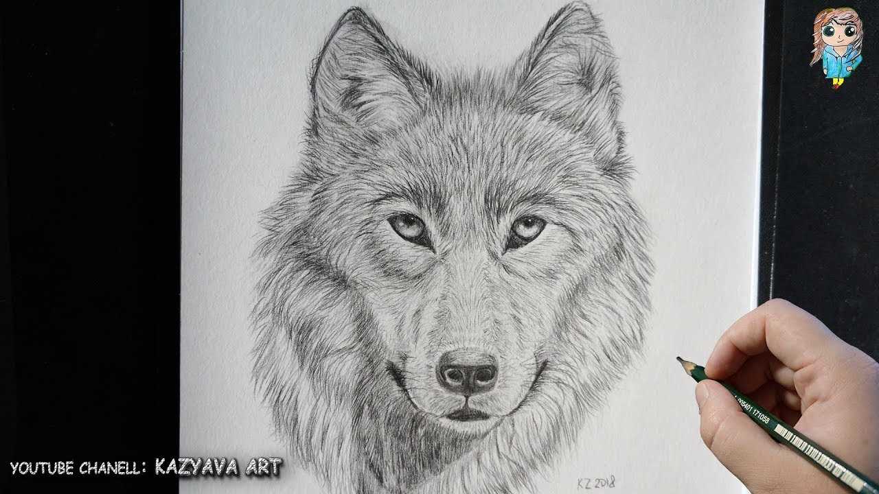 Как нарисовать волка карандашом легко и красиво