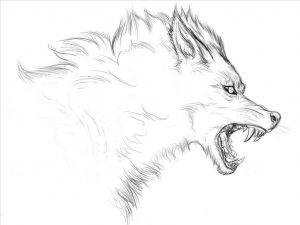 Красивый волк рисунок карандашом для срисовки 25