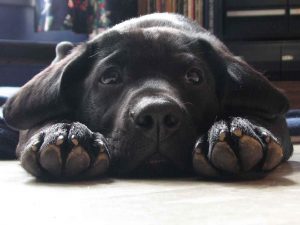 Лучшая собака лабрадор фото и картинки 13