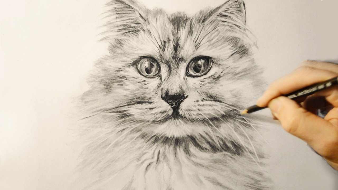 Рисование карандашом кота