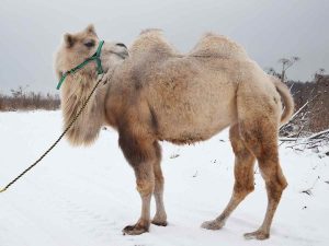 Красивый верблюд фото животного 20