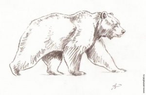 Медведь бурый картинка для детей (23)