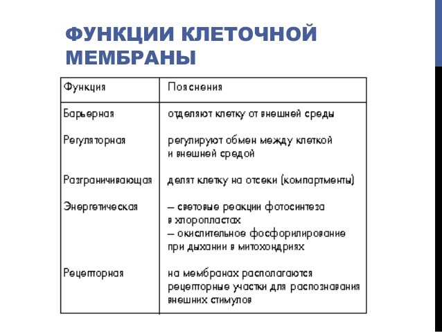 Какую функцию выполняет мембрана. Функции клеточной мембраны. Клеточные функции. Функции кг в клетке.