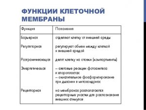 функция клеточной мембраны