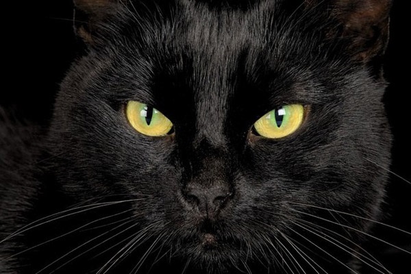 Картинки на праздник День защиты чёрных котов и кошек (12)