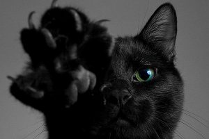 Картинки на праздник День защиты чёрных котов и кошек (16)