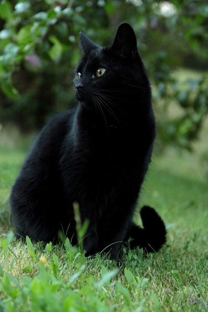 Картинки на праздник День защиты чёрных котов и кошек (2)