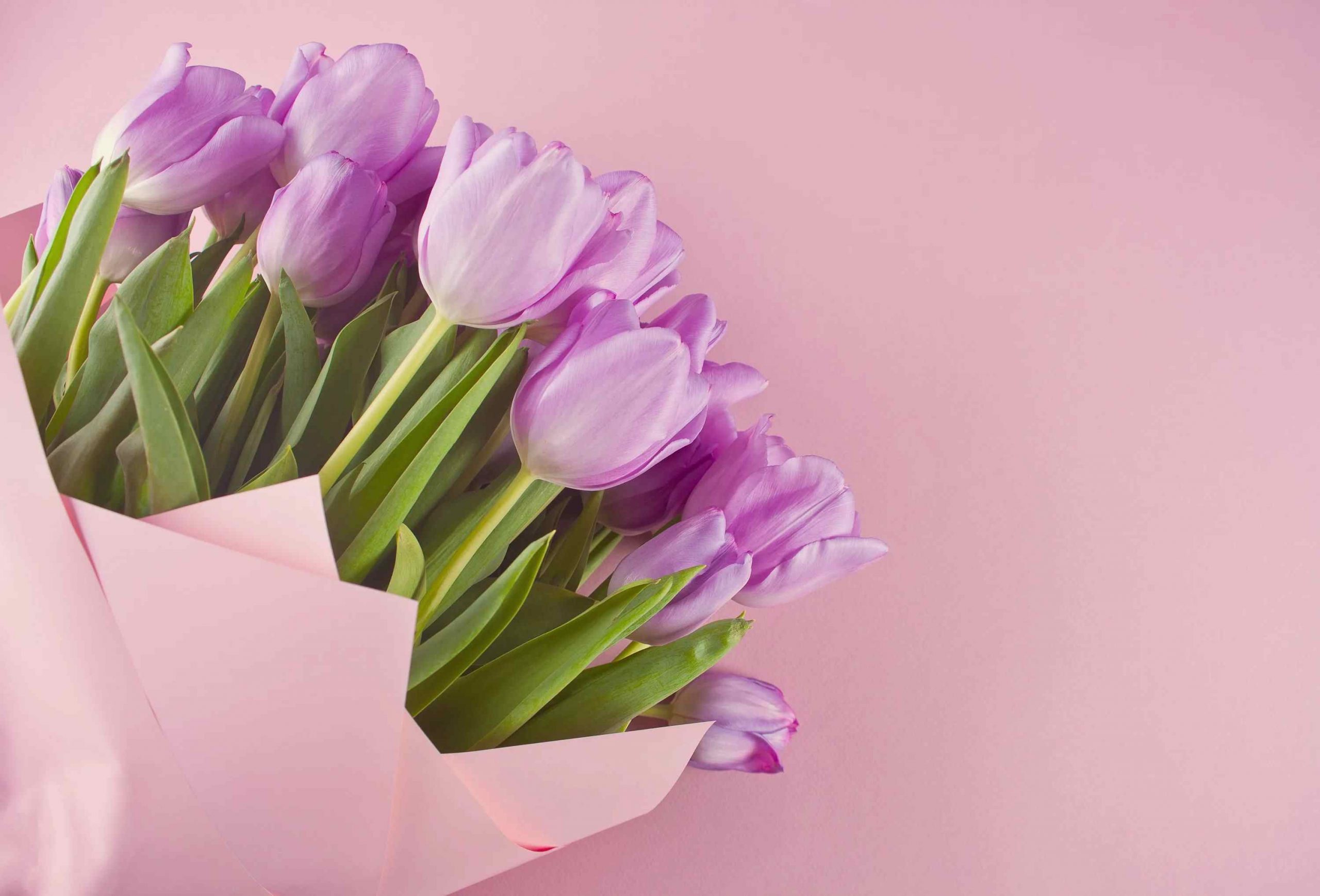Открытка на день рождения фиолетовый тюльпан 12