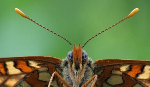 Красивые и удивительные фото бабочки вблизи   сборка (9)