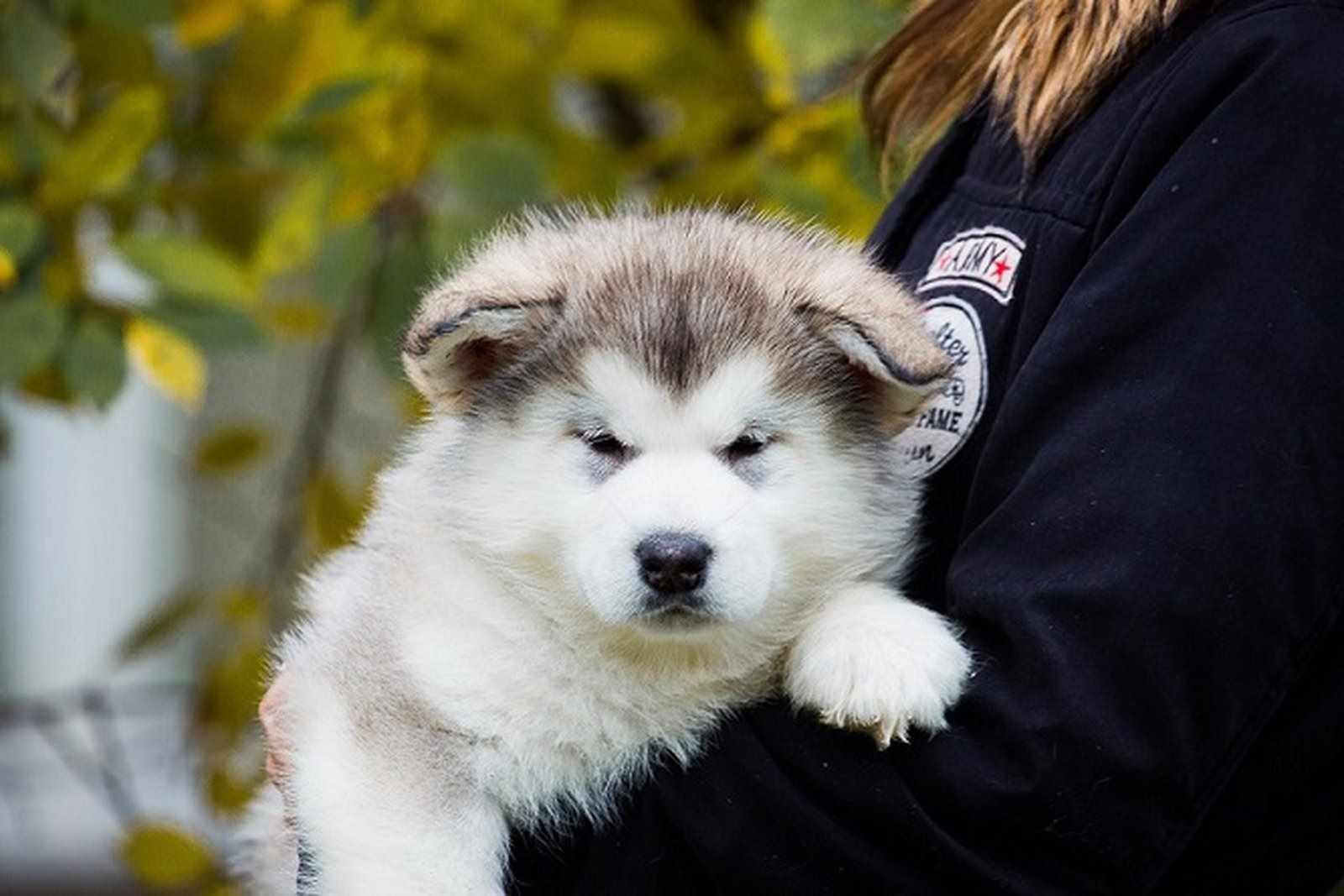 Алеут собака фото