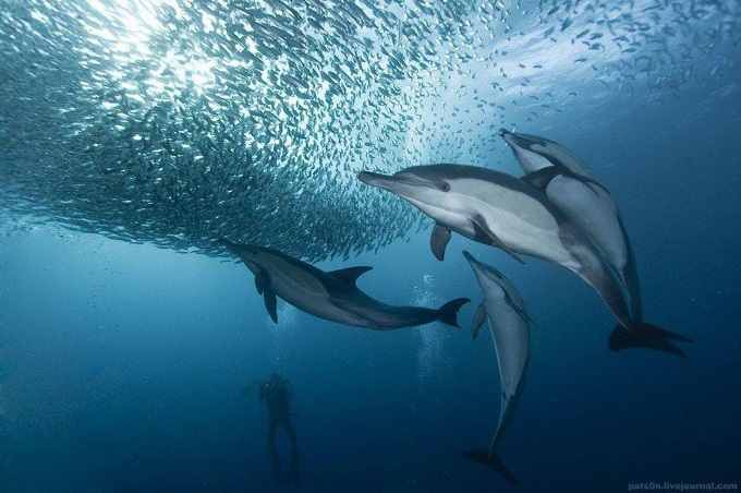 Красивые фото картинки подводного мира 09