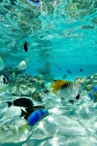 Красивые фото картинки подводного мира 12