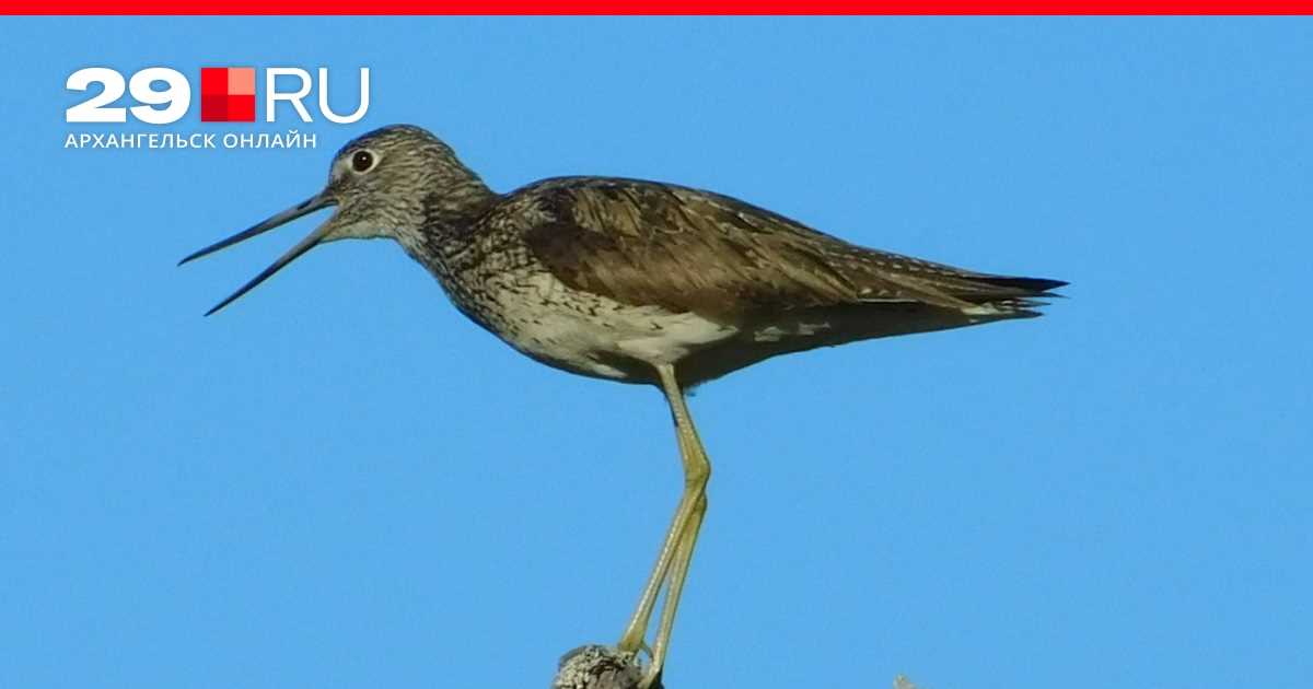 Национальный день птиц Защитите наших птиц 04