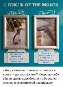 Национальный день птиц   Любите пингвинов тоже 9