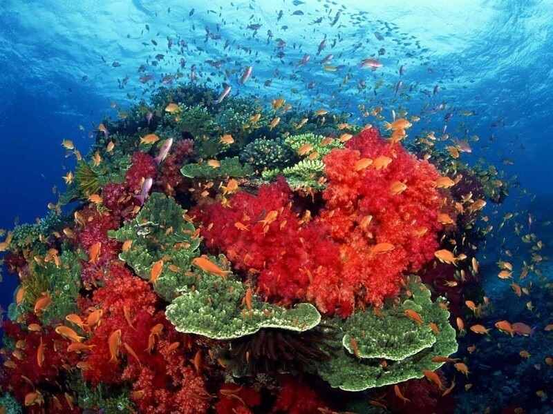 Увлекательные фото коралловые рифы 01