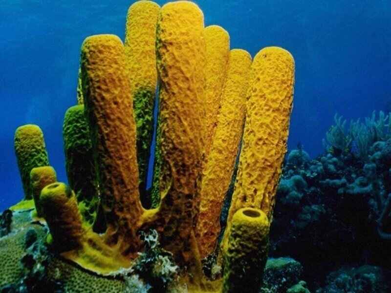 Увлекательные фото коралловые рифы 02