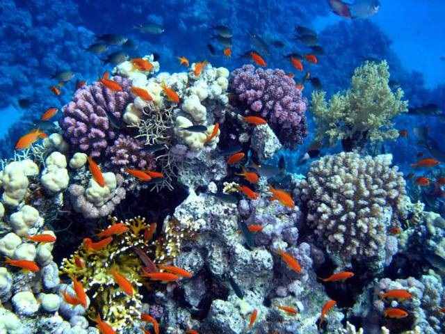Увлекательные фото коралловые рифы 05