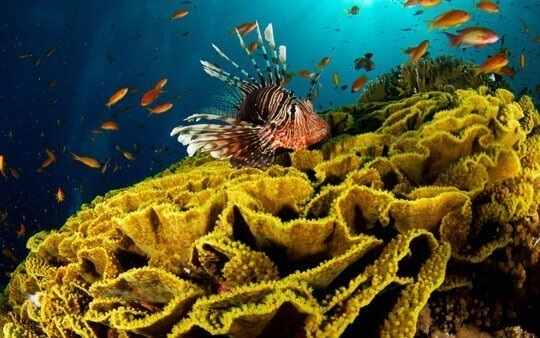 Увлекательные фото коралловые рифы 07