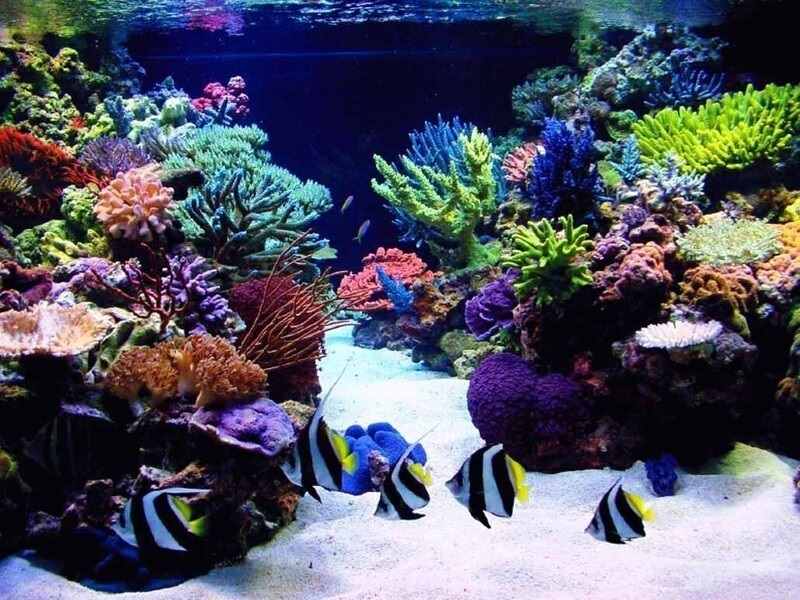 Увлекательные фото коралловые рифы 09