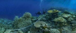 Увлекательные фото коралловые рифы 11