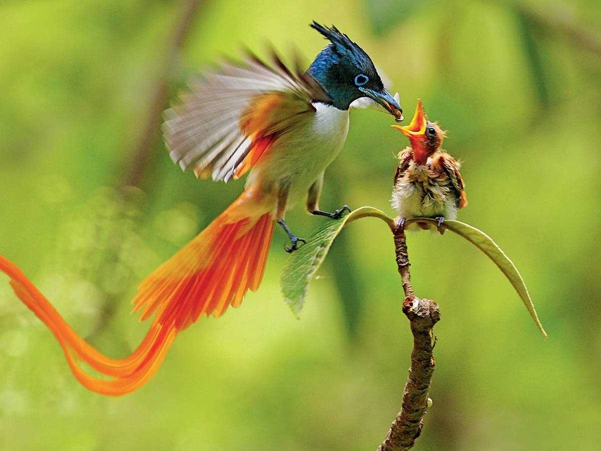 Фото картинки редких птиц мира 14