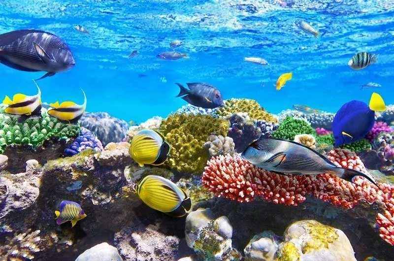 Фото подводный мир красного моря 7