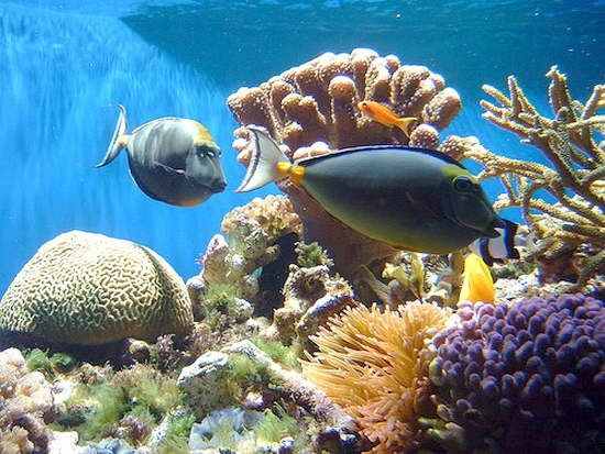Фото подводный мир красного моря 9