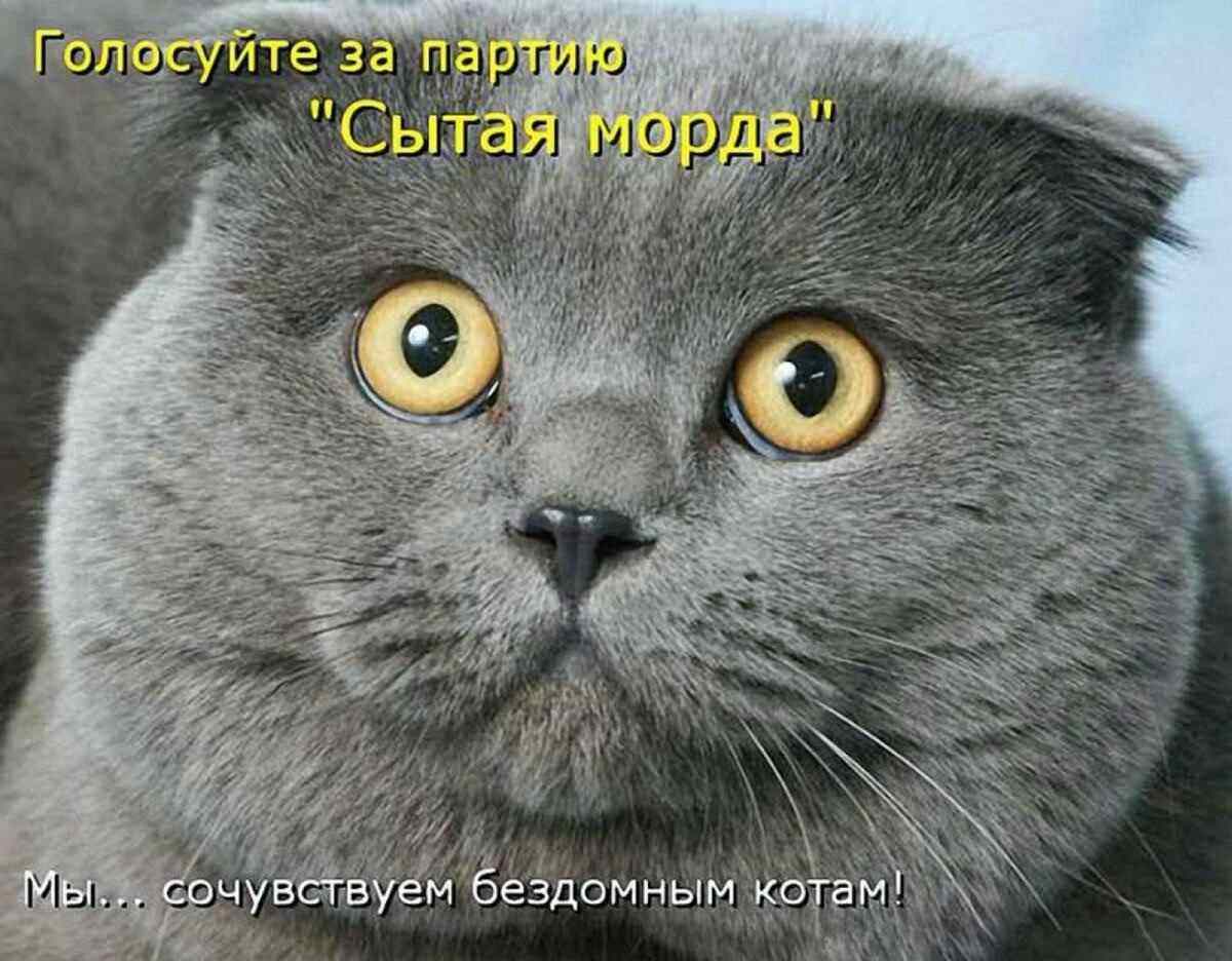 Кошки фото надписи. Кот с надписью. Смешные коты с надписями. Веселые коты с надписями. Второй подбородок прикол.